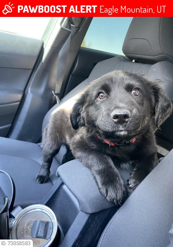 Lost Male Dog last seen Eagle Mountain Boulevard, Eagle Mountain, UT 84005