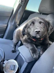 Lost Male Dog last seen Eagle Mountain Boulevard, Eagle Mountain, UT 84005