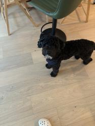 Lost Male Dog last seen Soundview Park, near Lafayette/kids play area, The Bronx, NY 10473