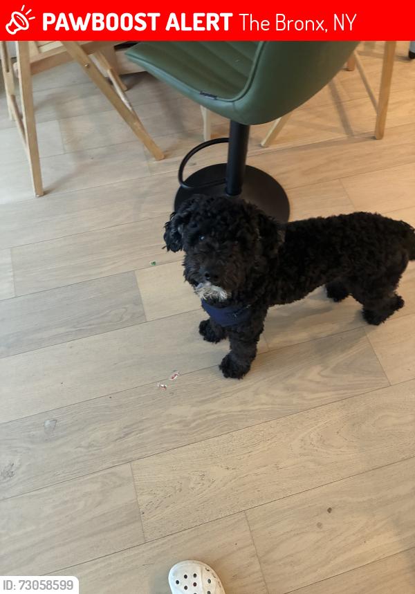 Lost Male Dog last seen Soundview Park, near Lafayette/kids play area, The Bronx, NY 10473