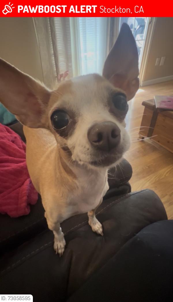 Lost Female Dog last seen Home Depot/ in-n-out / March Lb., Stockton, CA 95219