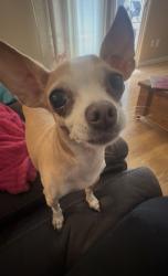 Lost Female Dog last seen Home Depot/ in-n-out / March Lb., Stockton, CA 95219