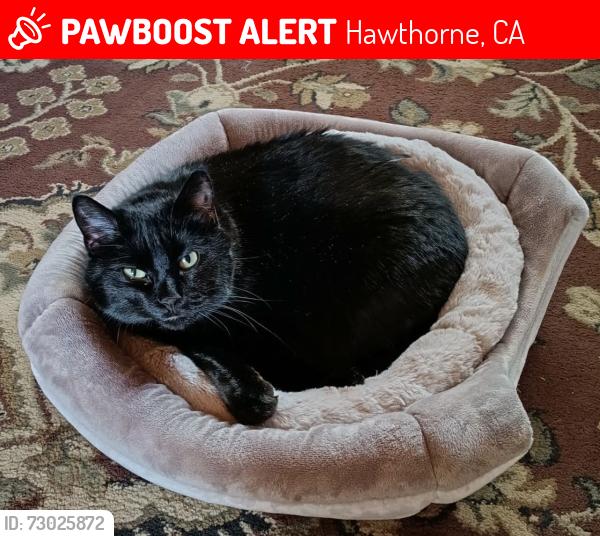 Lost Female Cat last seen City hall parking area, Hawthorne, CA 90250