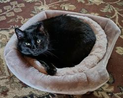 Lost Female Cat last seen City hall parking area, Hawthorne, CA 90250