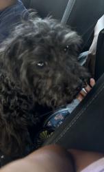 Found/Stray Female Dog last seen North grove Avenue , Ontario, CA 91764