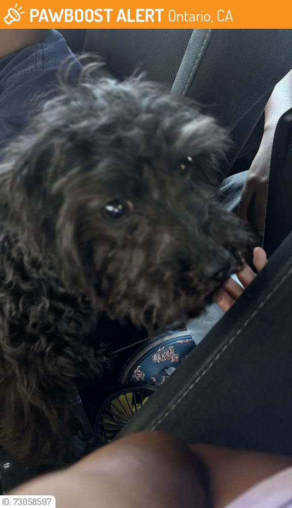 Found/Stray Female Dog last seen North grove Avenue , Ontario, CA 91764