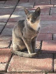 Found/Stray Male Cat last seen Lerma and Soledad near Luigi Aprea, Gilroy, CA 95020