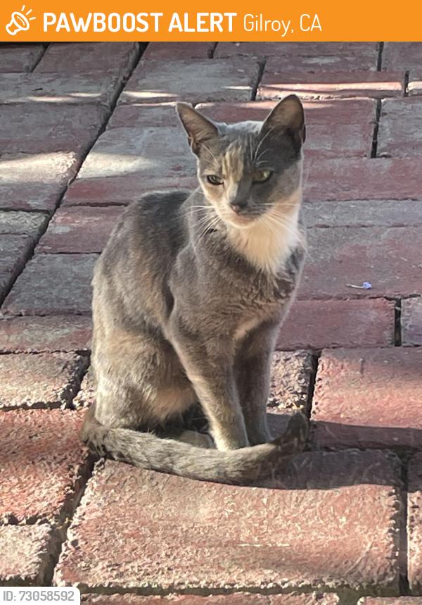Found/Stray Male Cat last seen Lerma and Soledad near Luigi Aprea, Gilroy, CA 95020