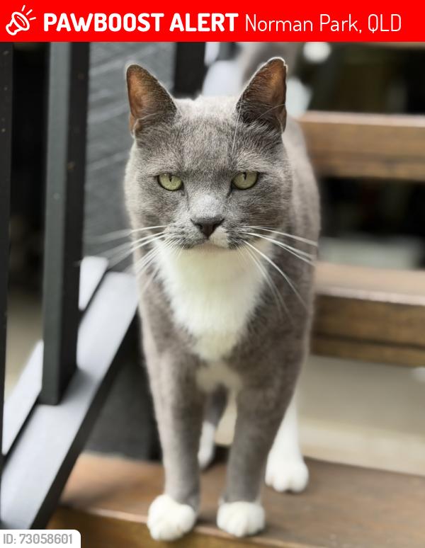 Lost Male Cat last seen Thynne Avenue, Norman Park, QLD 