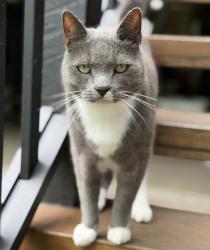 Lost Male Cat last seen Thynne Avenue, Norman Park, QLD 