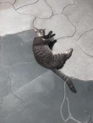 Reunited Unknown Cat last seen 6th ave and Taylor , Alameda, CA 94501