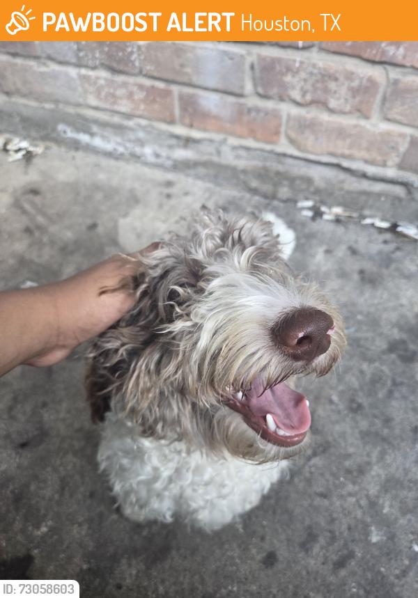 Found/Stray Male Dog last seen Bisonet and bellaire, Houston, TX 77081