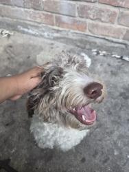 Found/Stray Male Dog last seen Bisonet and bellaire, Houston, TX 77081
