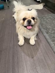Lost Male Dog last seen E. 121st St./ S. Willowbrook Blvd. (Mona Park Entrance) near Martin Luther king elementary school , Compton, CA 90222
