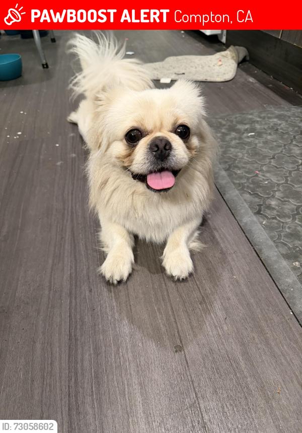 Lost Male Dog last seen E. 121st St./ S. Willowbrook Blvd. (Mona Park Entrance) near Martin Luther king elementary school , Compton, CA 90222