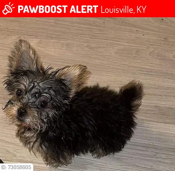 Lost Female Dog last seen Near Dixie hwy, Louisville, KY 40272