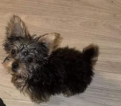 Lost Female Dog last seen Near Dixie hwy, Louisville, KY 40272