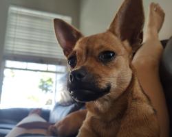 Found/Stray Female Dog last seen Buena Vista School on Michelson St., Lakewood, CA 90712