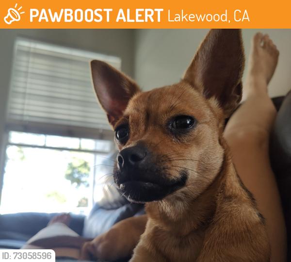Found/Stray Female Dog last seen Buena Vista School on Michelson St., Lakewood, CA 90712