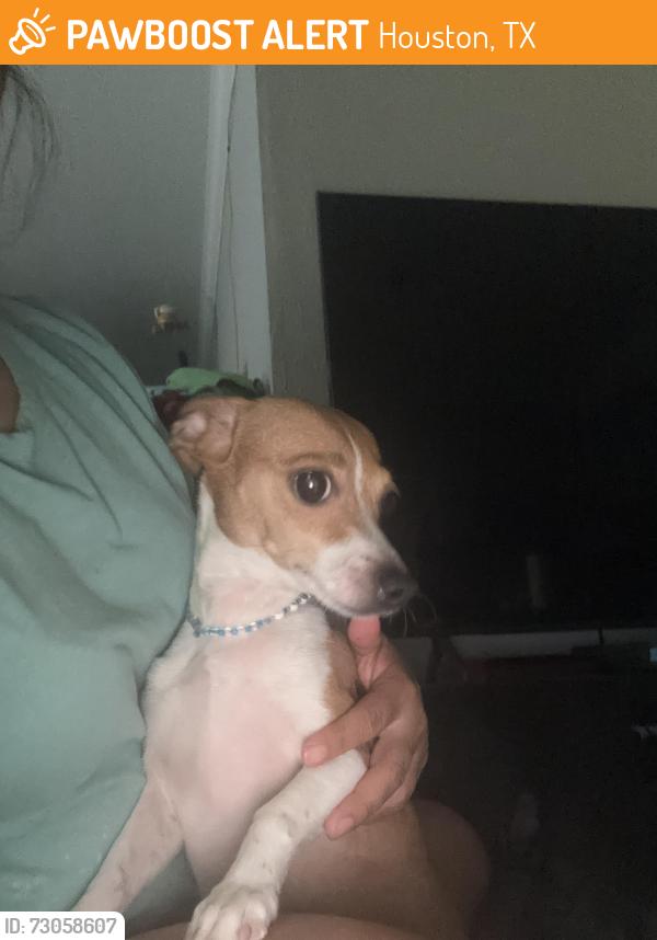 Found/Stray Female Dog last seen Houston Texas 77042, Houston, TX 77042