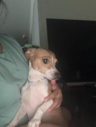 Found/Stray Female Dog last seen Houston Texas 77042, Houston, TX 77042
