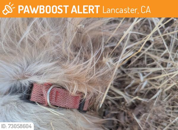 Found/Stray Male Dog last seen N and 40th, Lancaster, CA 93536