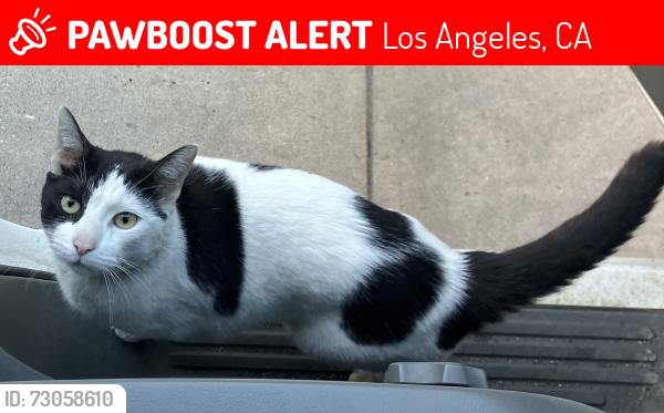 Lost Male Cat last seen Gumbo Market, Los Angeles, CA 90011