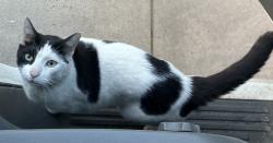Lost Male Cat last seen Gumbo Market, Los Angeles, CA 90011