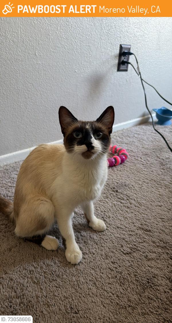 Found/Stray Female Cat last seen shadow mountain park in moreno valley, ca, Moreno Valley, CA 92557