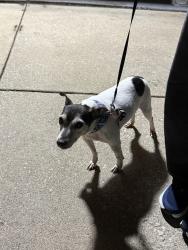 Found/Stray Female Dog last seen Newcastle Ave and Kent Streer, Westchester, IL 60154