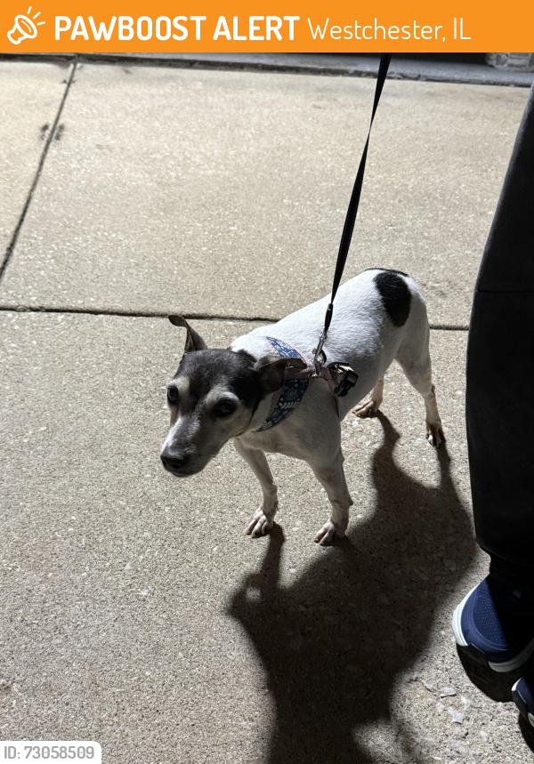 Found/Stray Female Dog last seen Newcastle Ave and Kent Streer, Westchester, IL 60154