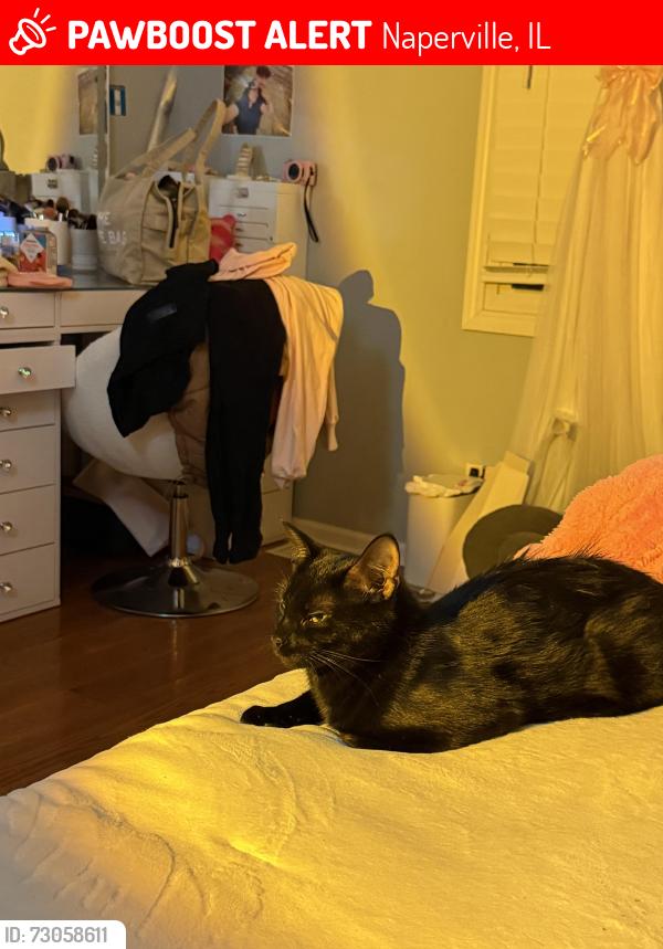 Lost Female Cat last seen 111th and Hassert , Naperville, IL 60564