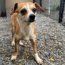 Shelter Stray Male Dog last seen Near 21st Ave, Oakland, CA, 1101 29th Ave, Oakland, CA 94601, USA