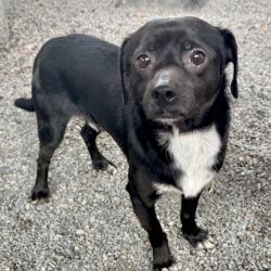 Shelter Stray Male Dog last seen Near 21st Ave, Oakland, CA, 1101 29th Ave, Oakland, CA 94601, USA