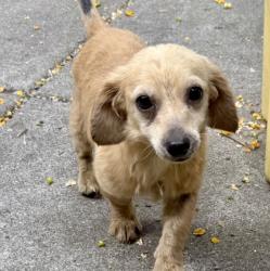 Shelter Stray Female Dog last seen Near 21st Ave, Oakland, CA, 1101 29th Ave, Oakland, CA 94601, USA