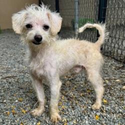 Shelter Stray Male Dog last seen Near 21st Ave, Oakland, CA, 1101 29th Ave, Oakland, CA 94601, USA