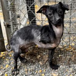 Shelter Stray Female Dog last seen Near 21st Ave, Oakland, CA, 1101 29th Ave, Oakland, CA 94601, USA
