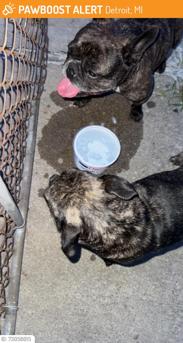 Found/Stray Unknown Dog last seen Brace st & Paul ave, Detroit, MI 48228