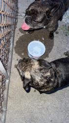 Found/Stray Unknown Dog last seen Brace st & Paul ave, Detroit, MI 48228