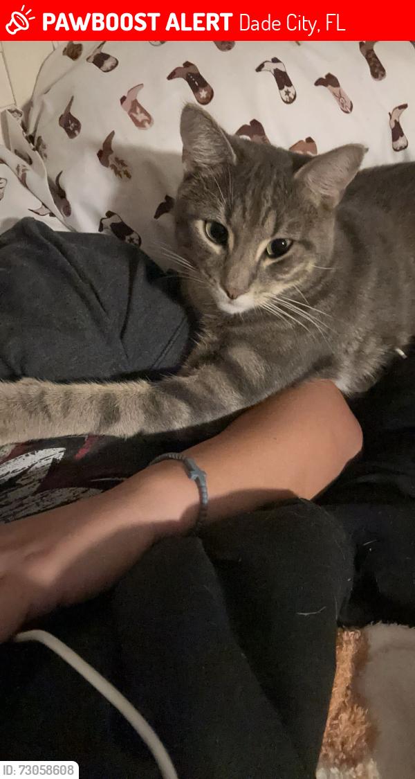 Lost Male Cat last seen Handcart road, Dade City, FL 33525
