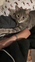 Lost Male Cat last seen Handcart road, Dade City, FL 33525
