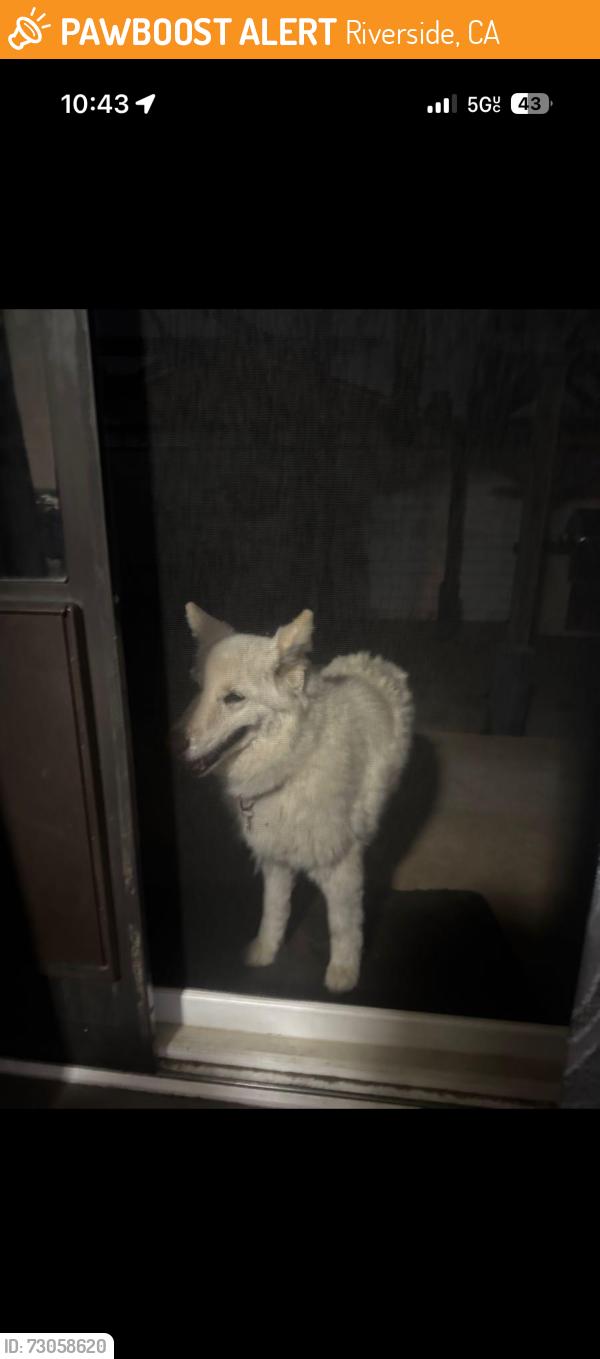 Found/Stray Female Dog last seen Van Buren, Riverside, CA 92504