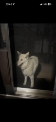 Found/Stray Female Dog last seen Van Buren, Riverside, CA 92504