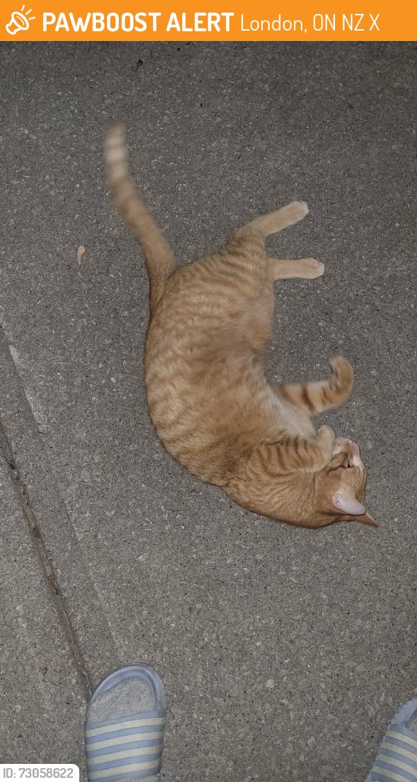 Found/Stray Female Cat last seen Compass community church, London, ON N5Z 3X6
