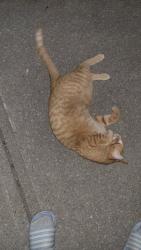 Found/Stray Female Cat last seen Compass community church, London, ON N5Z 3X6