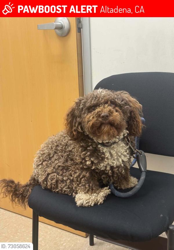 Lost Male Dog last seen Loma alta park, Altadena, CA 91001