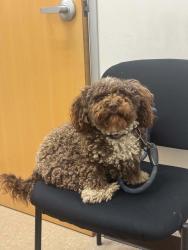 Lost Male Dog last seen Loma alta park, Altadena, CA 91001
