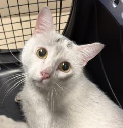Shelter Stray Male Cat last seen Near Lake Murray Boulevard, La Mesa, CA, 91942, El Cajon, CA 92020, USA