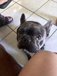Found/Stray Male Dog last seen Super , Fontana, CA 92335