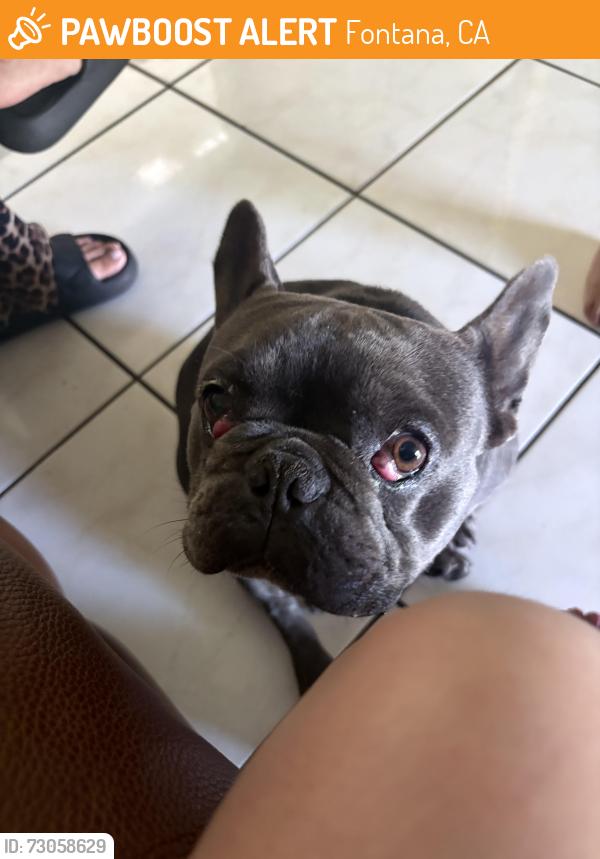 Found/Stray Male Dog last seen Super , Fontana, CA 92335
